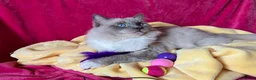 Ragdoll cats for stud: Ragdoll🏆Champion Bloodline 5GEN-Pedigree GCCF🌟💎 in Solihull - Advert 3
