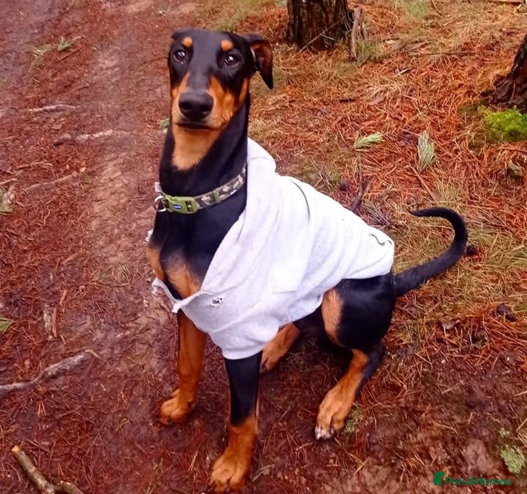 Mixed Breed dogs for sale: American Bulldog x Doberman Puppies - Image 9