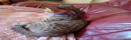 Bengal cats for sale: HomeRaised Bengal x Blue British Shorthair Kittens - Advert 23