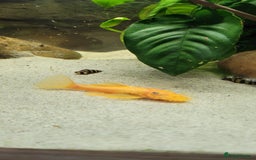 Cichlids fish for sale: Tropical fish and fish tanks in Uxbridge - Image 6