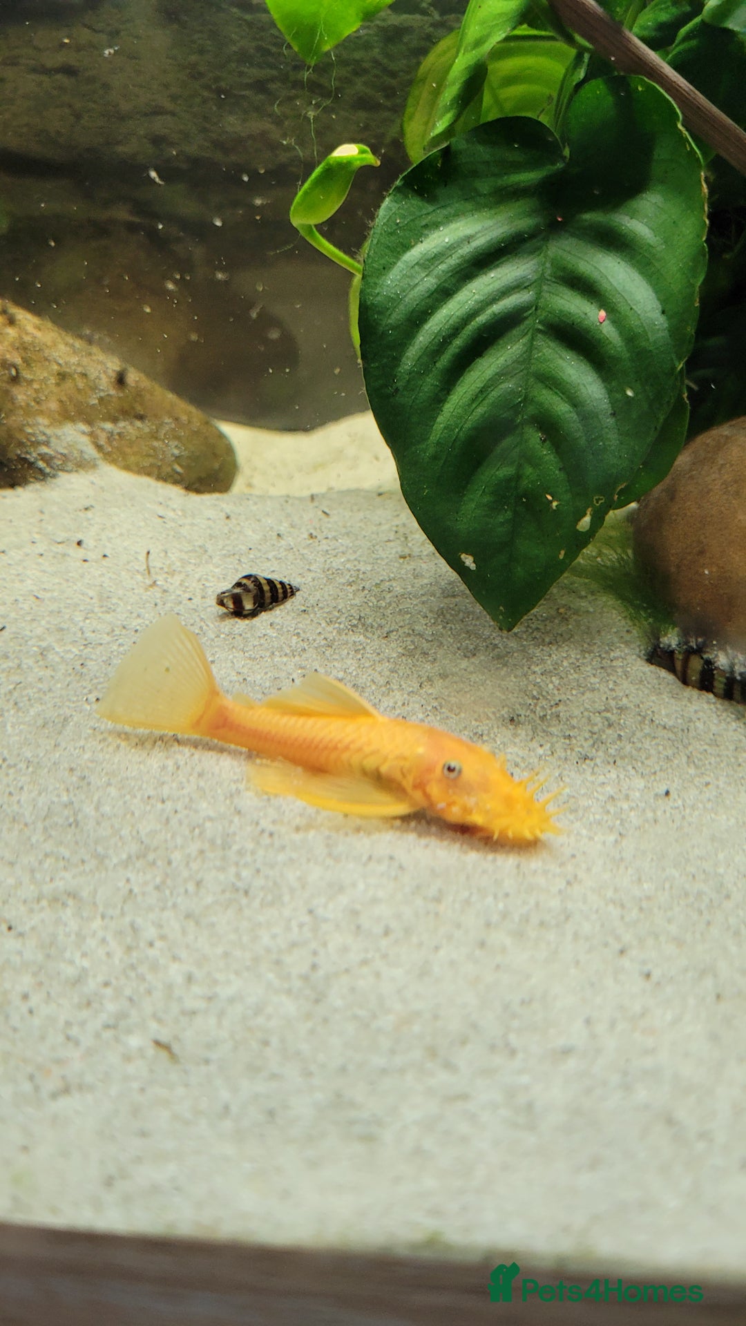 Cichlids fish for sale: Tropical fish and fish tanks in Uxbridge - Image 6