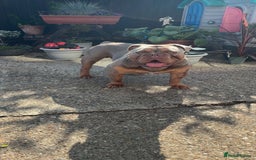 Olde English Bulldogge dogs for stud: STUD DUTIES!! 💥 King Bruno 💥 - Image 1