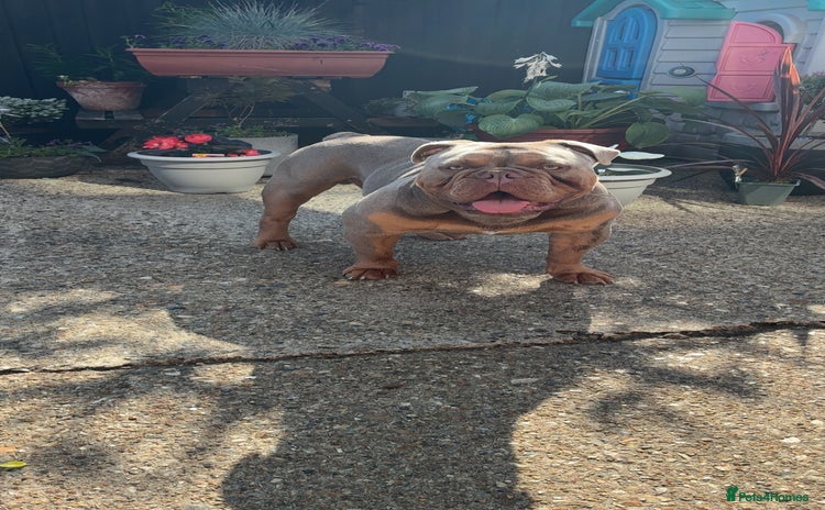 Olde English Bulldogge dogs - Advert 4