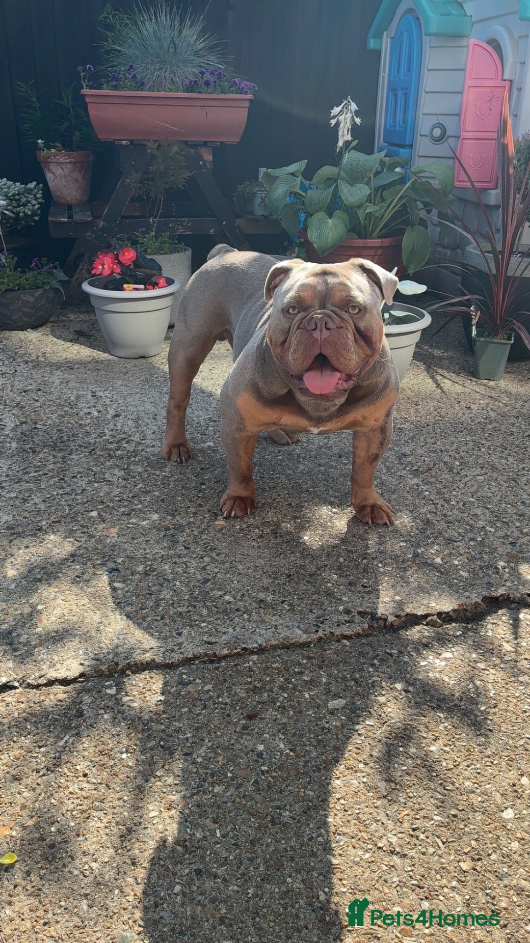 Olde English Bulldogge dogs for stud: STUD DUTIES!! 💥 King Bruno 💥 - Image 1