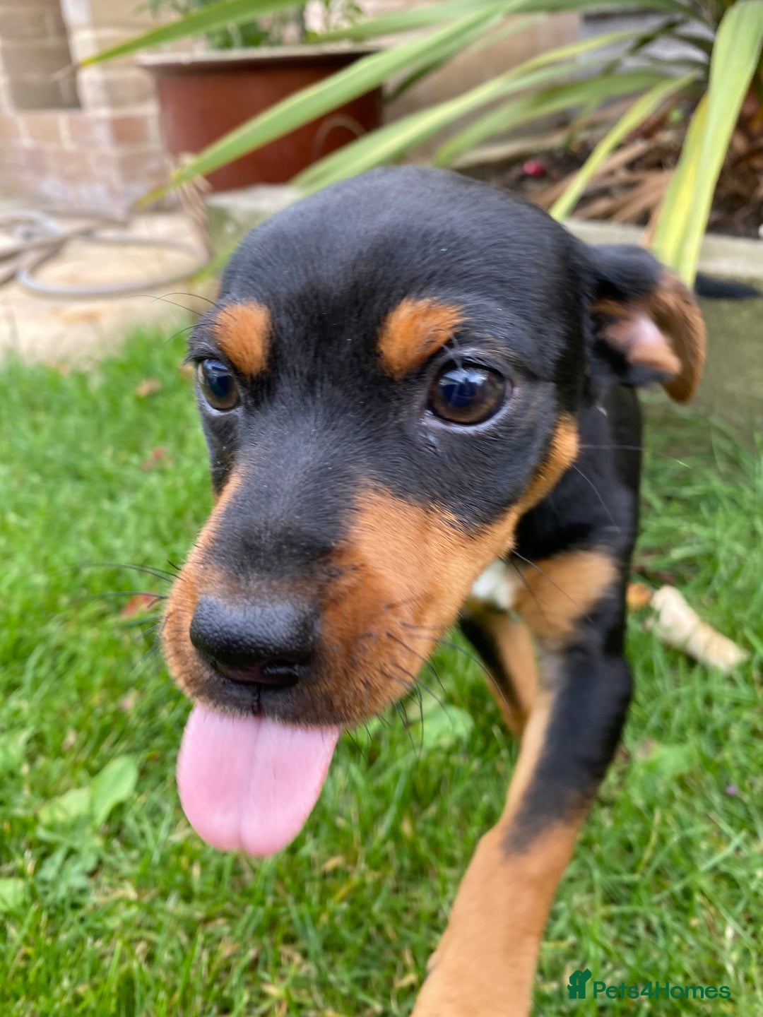 Jack Russell dogs for sale: Jack Russell terrier puppies - Image 8