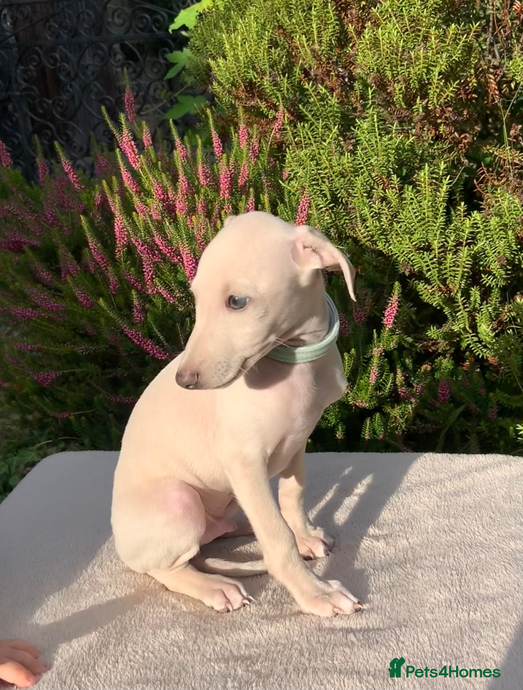 Italian Greyhound dogs KC Italian greyhound puppies East. Europ lineage - Advert 11