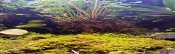 Frog reptiles for sale: Three Dart frogs full setup in Winscombe - Advert 8