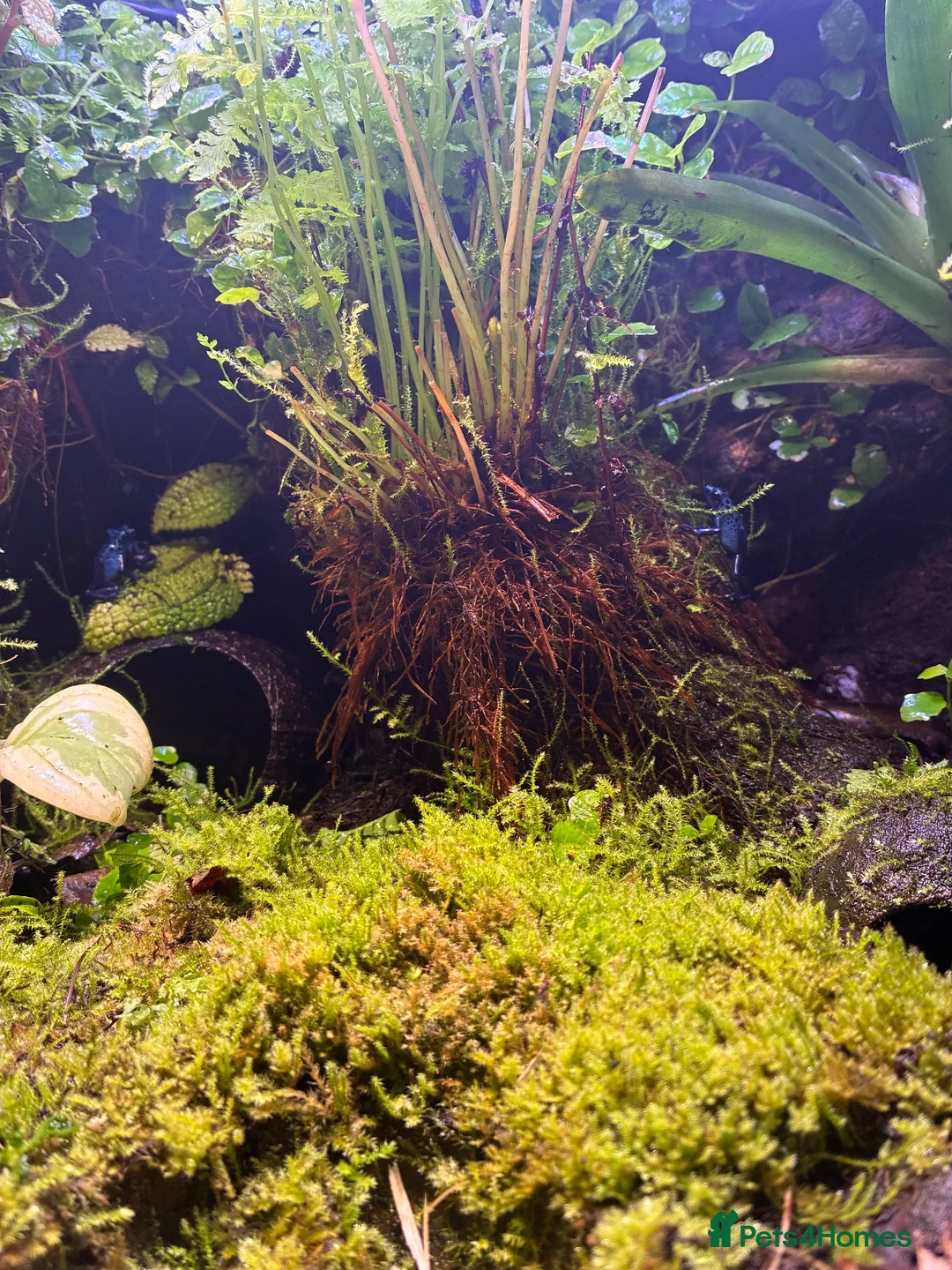 Frog reptiles for sale: Three Dart frogs full setup in Winscombe - Advert 8