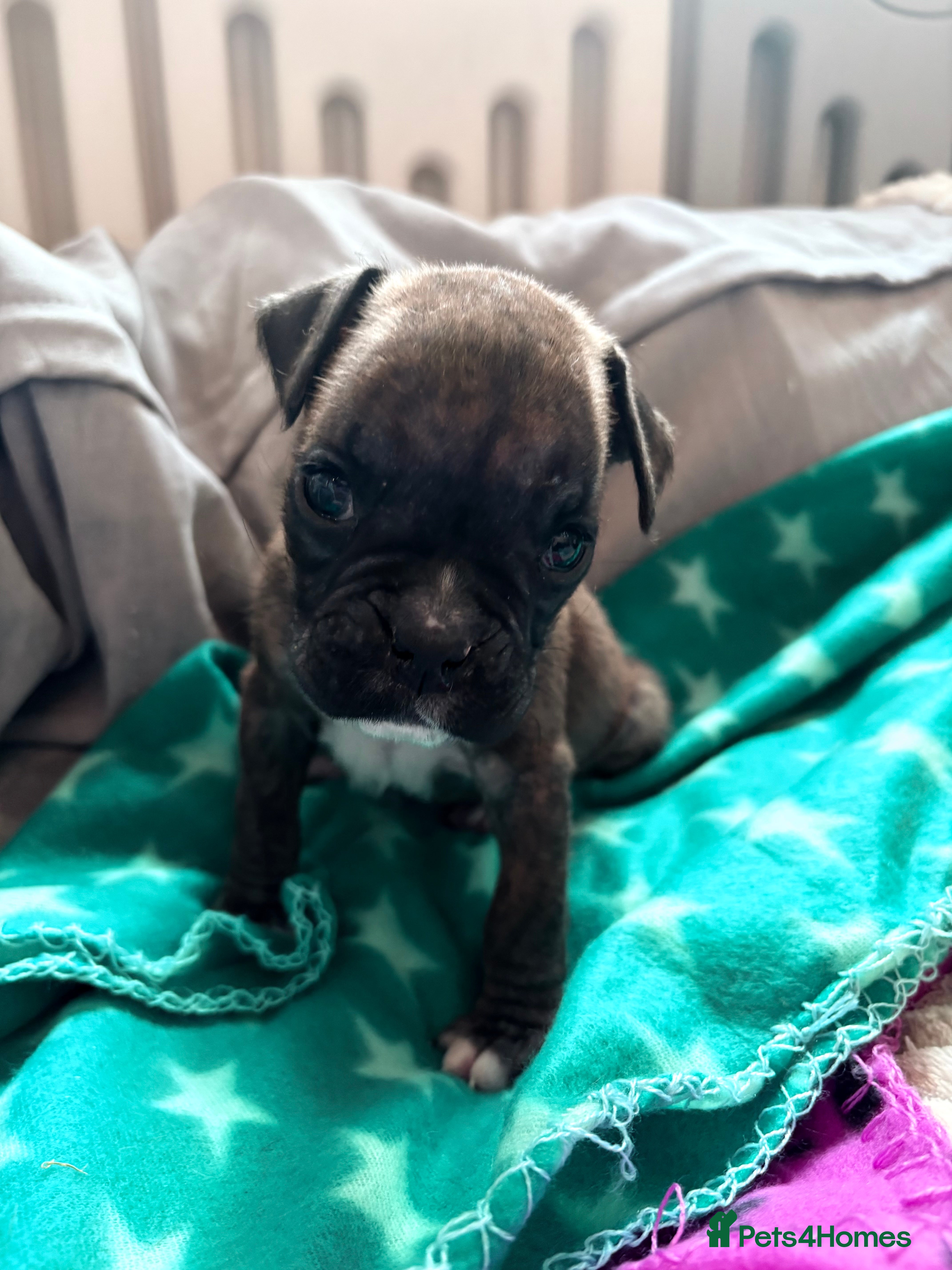 Boxer dogs LAST 2 KC girls available  - Advert 2