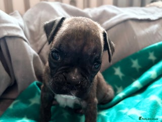 Boxer dogs LAST 2 KC girls available - Advert 2