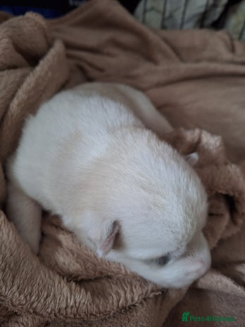 Siberian Husky dogs - Advert 16