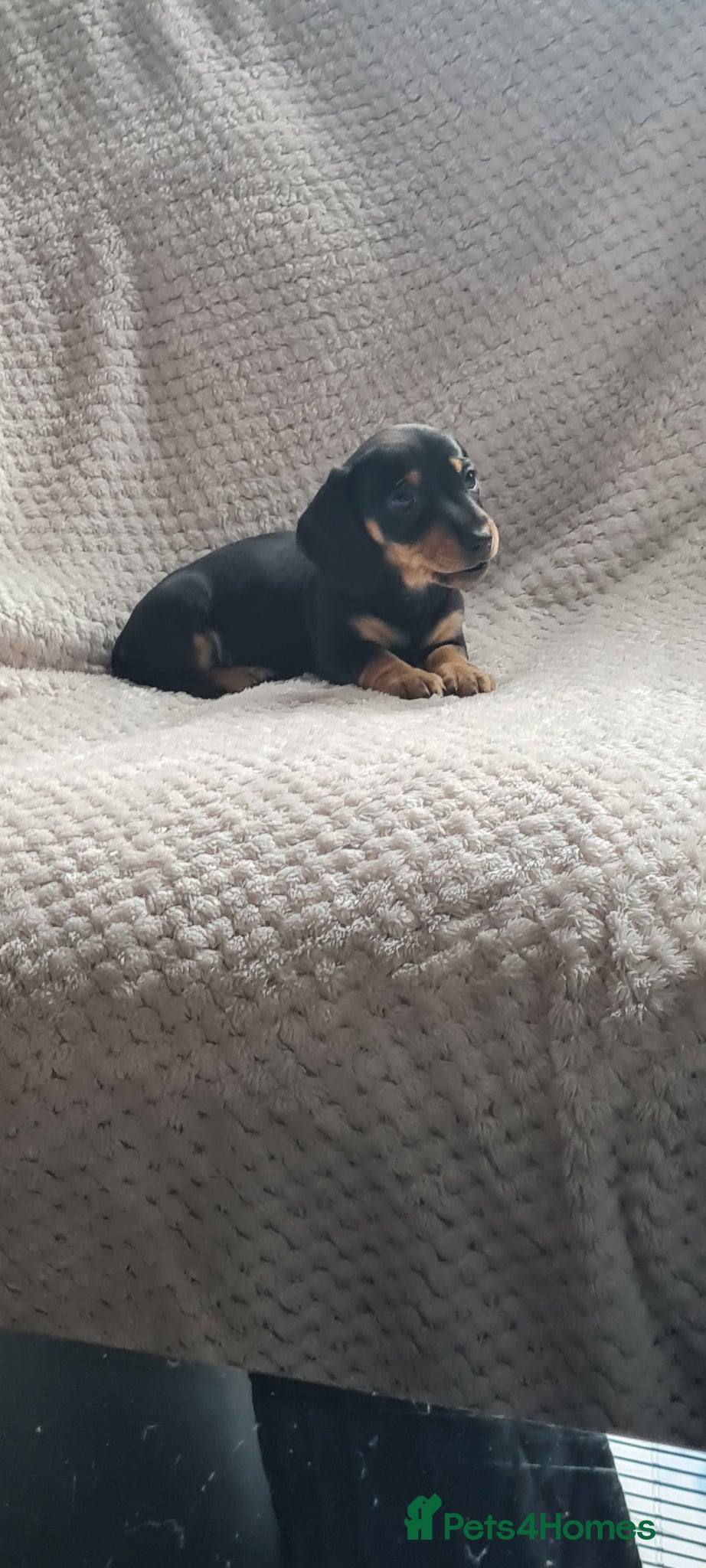 Dachshund dogs Kc paperd miniature dachshund puppies for sale - Advert 17