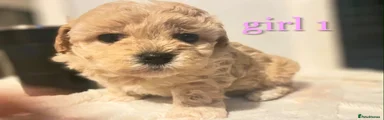 Maltipoo 1