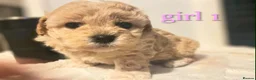 Maltipoo dogs for sale: 🐾our adorable F1 Maltipoo twin puppies🐾 - Advert 10