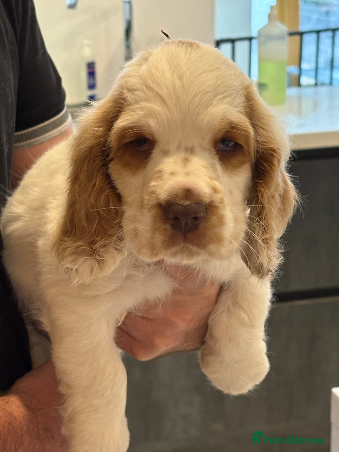 Clumber Spaniel dogs for stud: KC Clumber Spaniel Stud Dog in Doncaster - Advert 6