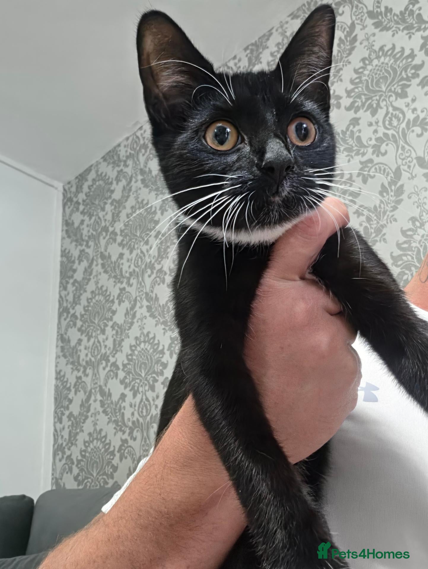 Mixed Breed cats 15 week old black and white female kitten - Advert 3