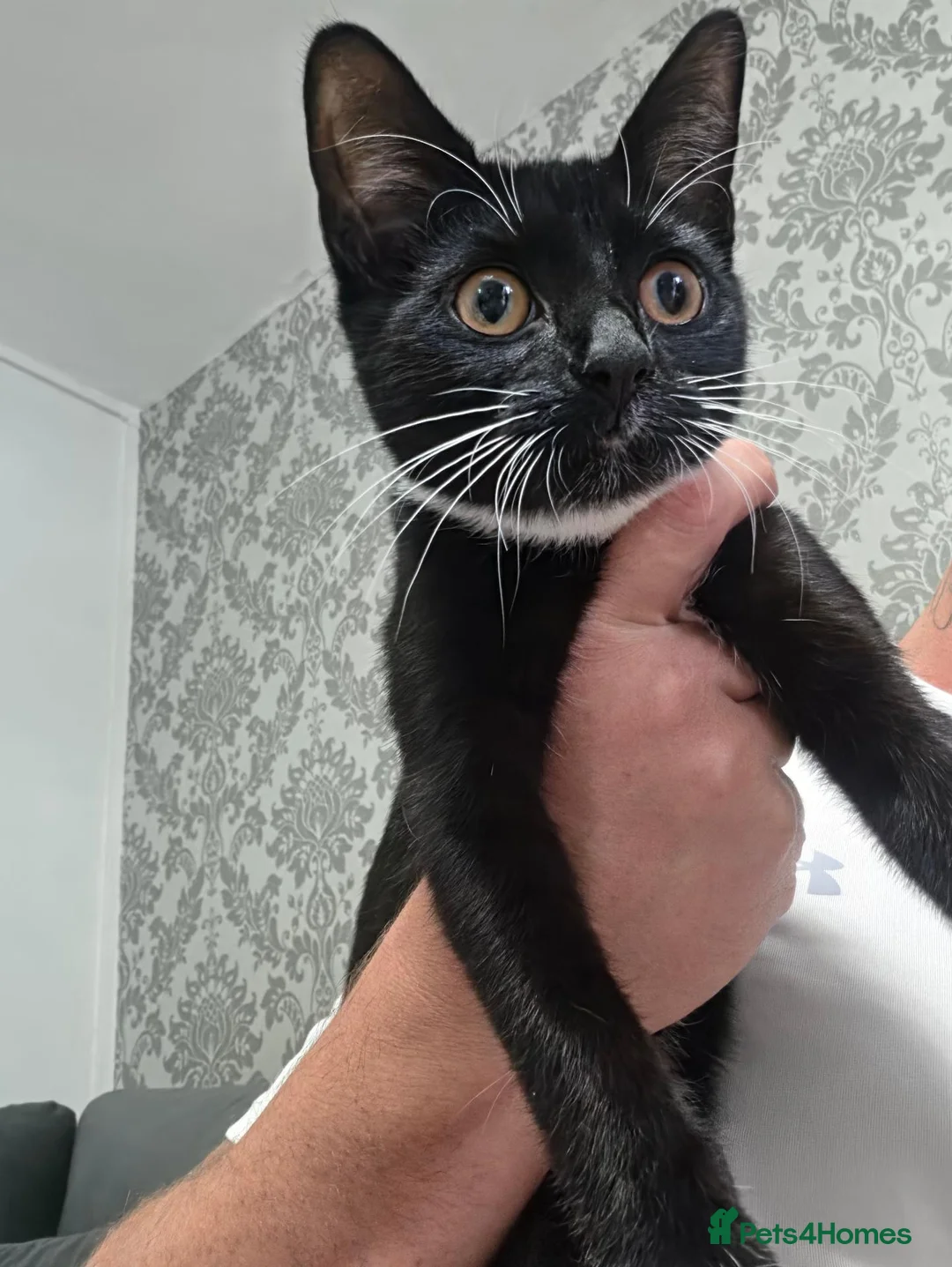 Mixed Breed cats for sale: 15 week old black and white female kitten in Dagenham - Advert 1