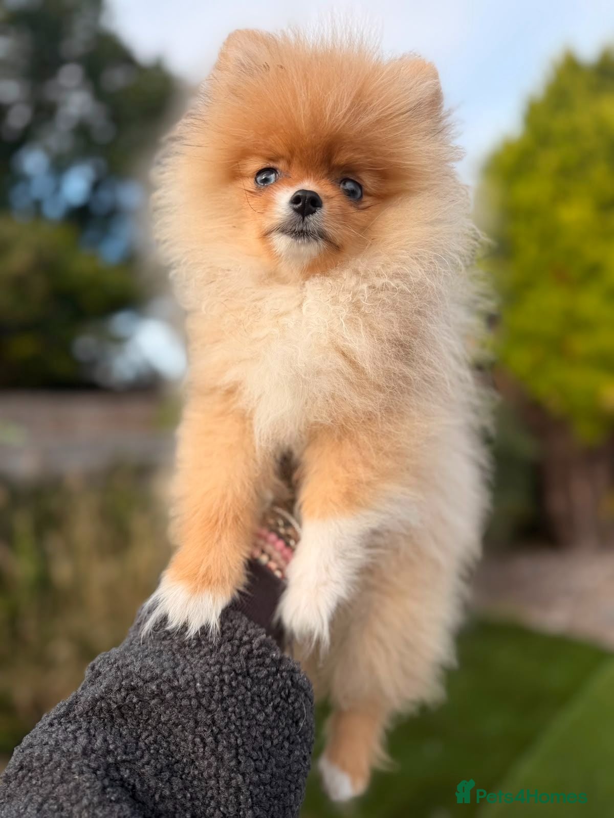Pomeranian dogs  Super Tiny Orange Sable Boy - Advert 5