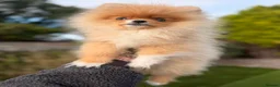 Pomeranian dogs for sale:  Super Tiny Orange Sable Boy - Advert 5