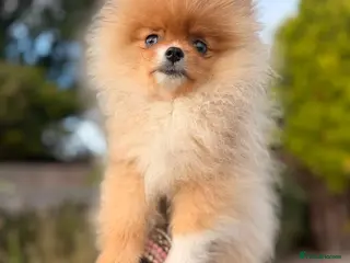 Pomeranian dogs Super Tiny Orange Sable Boy - Advert 5