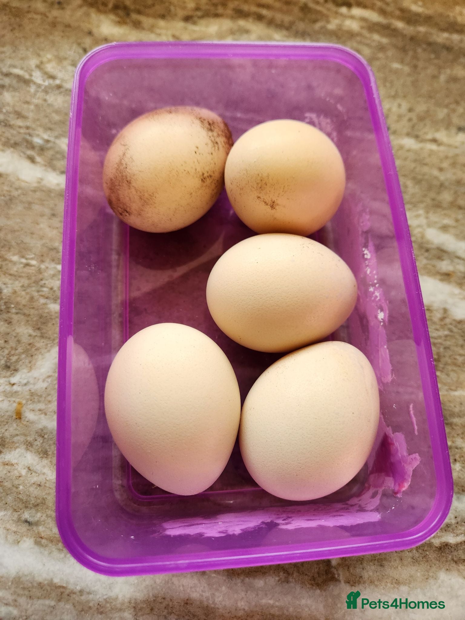 Peafowl poultry Indian blue peacock eggs  - Advert 1