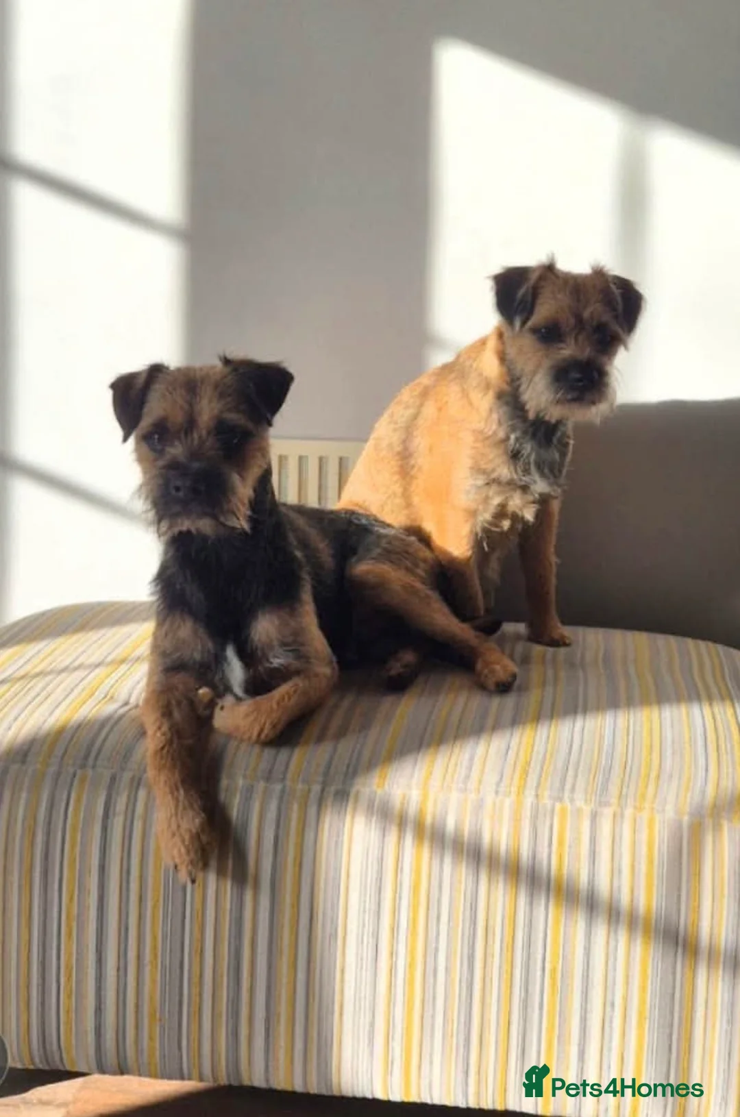 Border Terrier dogs for sale: KC Registered, family home raised Border Terrier in Doncaster - Advert 4