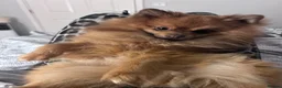Pomeranian dogs for stud: Pom for stud  - Advert 4
