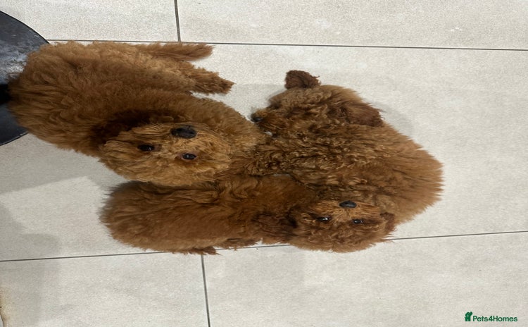 Miniature Poodle dogs - Advert 5