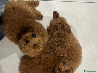 Miniature Poodle dogs - Advert 22