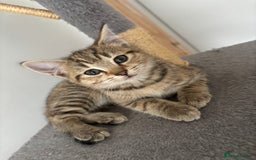 Mixed Breed cats for sale: Mix breed beautiful kittens - Image 4