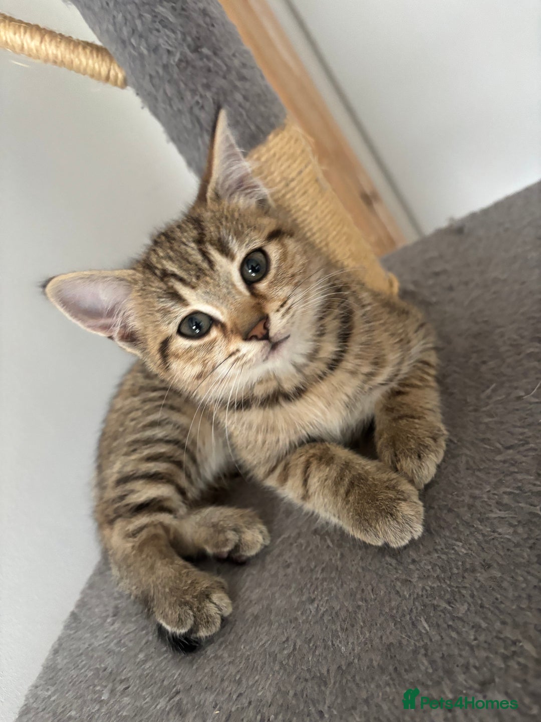 Mixed Breed cats for sale: Mix breed beautiful kittens - Image 4