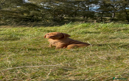 Hungarian Vizsla dogs for sale: Wirehaired Vizsla’s - Image 15