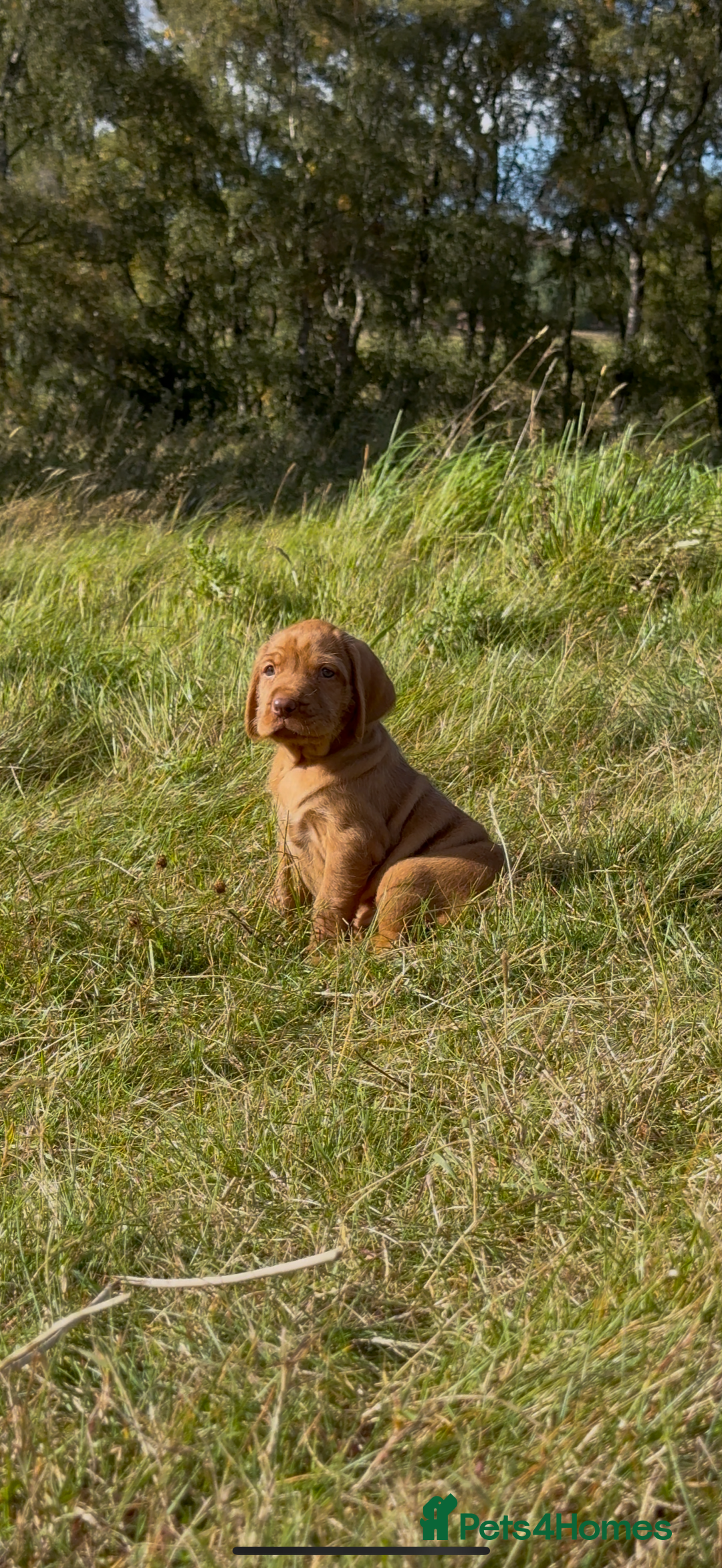 Hungarian Vizsla dogs for sale: Wirehaired Vizsla’s - Image 15