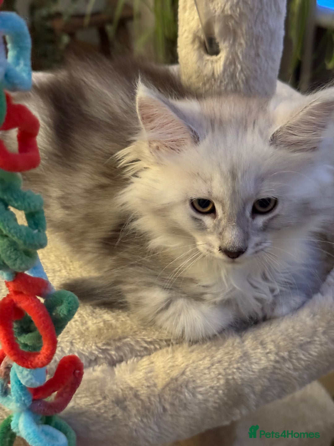 Maine Coon cats for sale: BEAUTIFUL PURE BREED MAINE COON KITTENS - Advert 5