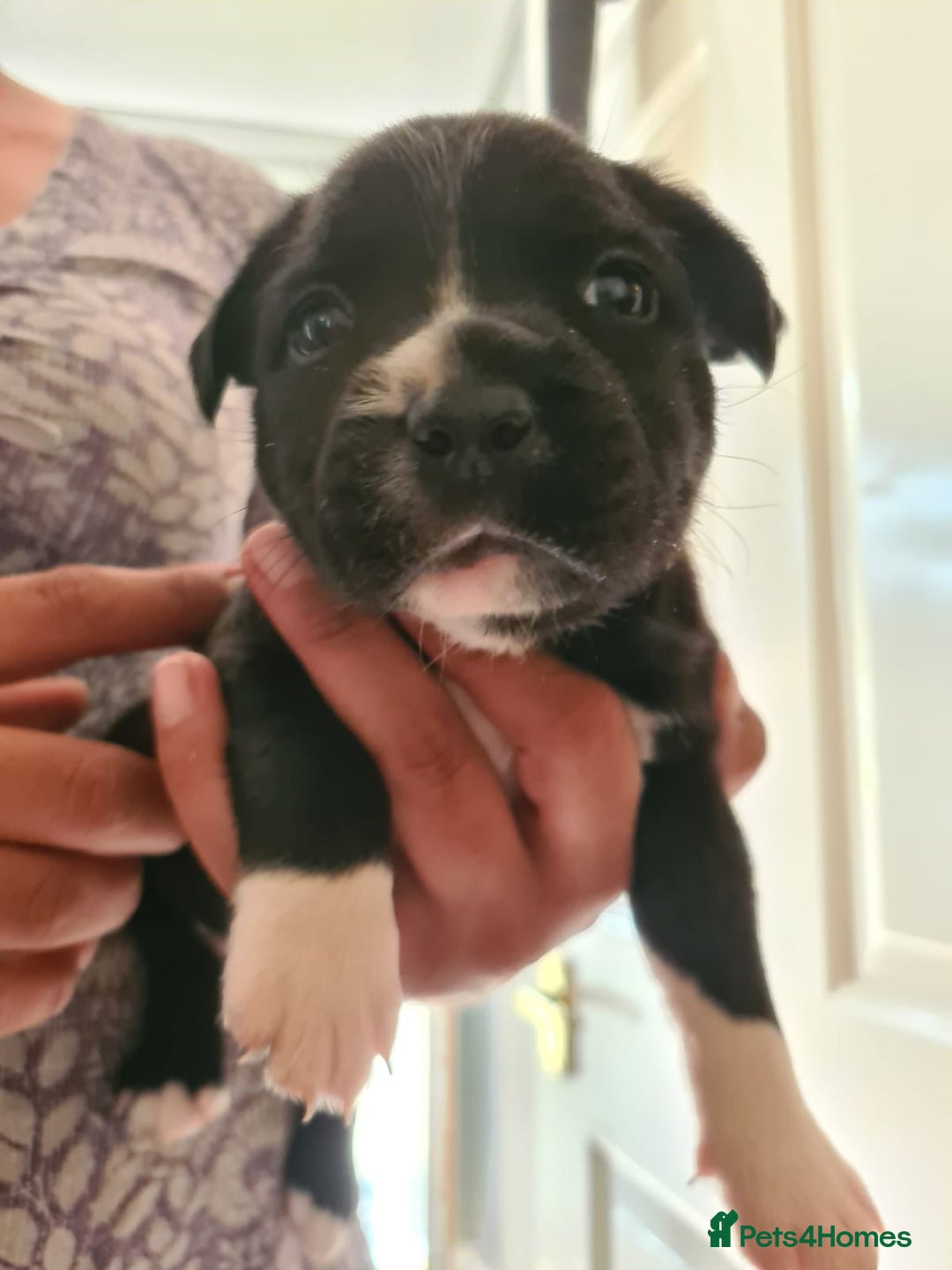 Staffordshire Bull Terrier dogs for sale: Staffy pups beautiful.. Girls avaliable  - Image 1