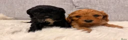 Cavapoo dogs for sale: F1 cavapoo puppies  - Advert 9