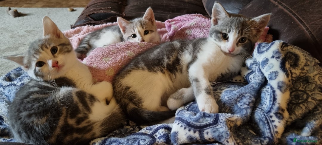 Mixed Breed cats for sale: Grey and white kittens ready now - Advert 3