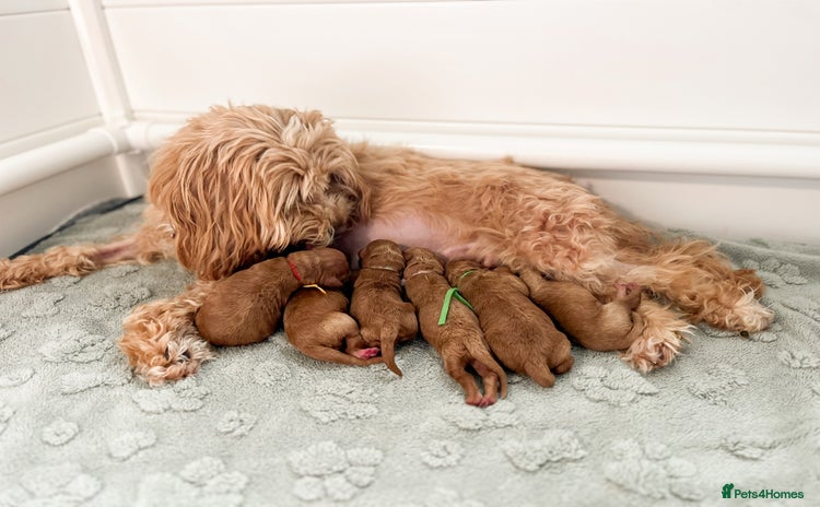 Cockapoo dogs - Advert 16
