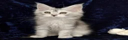 Maine Coon cats for sale: Pure Maine Coons Kittens For Sale - Advert 7