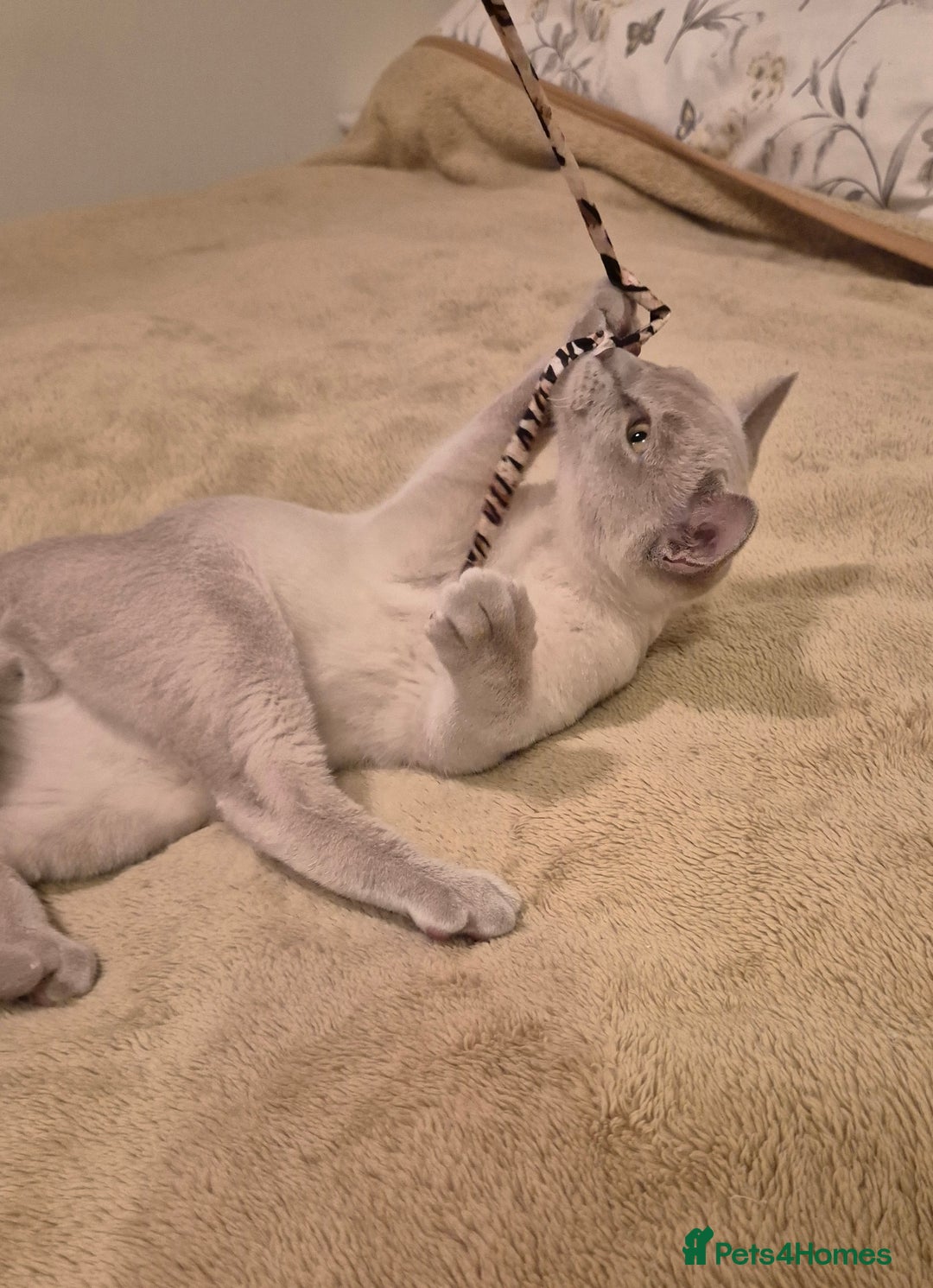 Burmese cats for sale: Pedigree Lilac Male Burmese Kitten - Advert 12