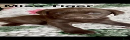 Labrador Retriever dogs for sale: Absolutely stunning KC Registered puppies for sale - Advert 14