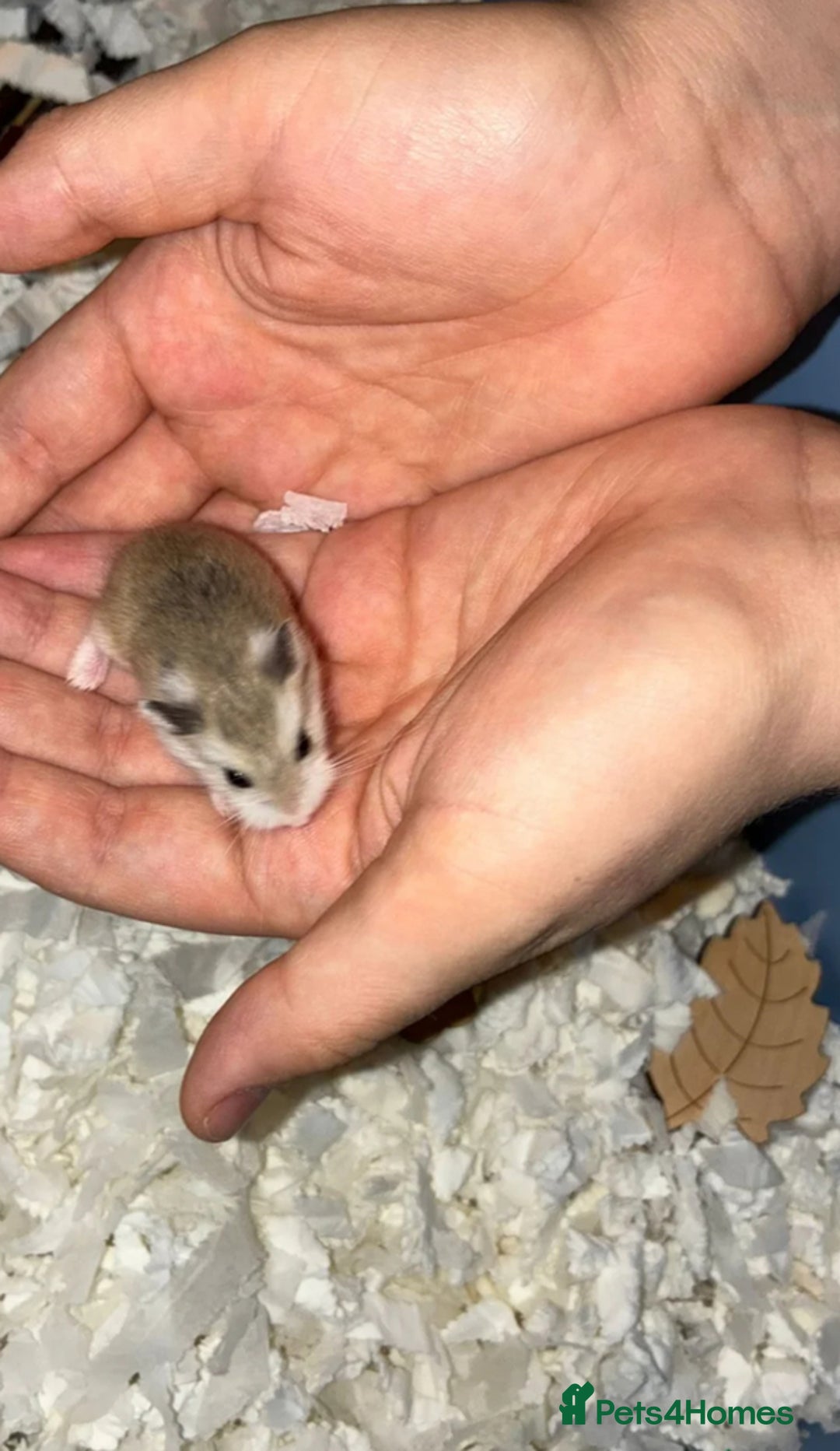 Hamster rodents for sale: Single male roborovski dwarf hamster  - Advert 1