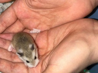 Hamster rodents Single male roborovski dwarf hamster - Advert 1