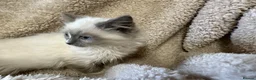 Ragdoll cats for sale: Gorgeous ragdoll kittens  - Advert 7