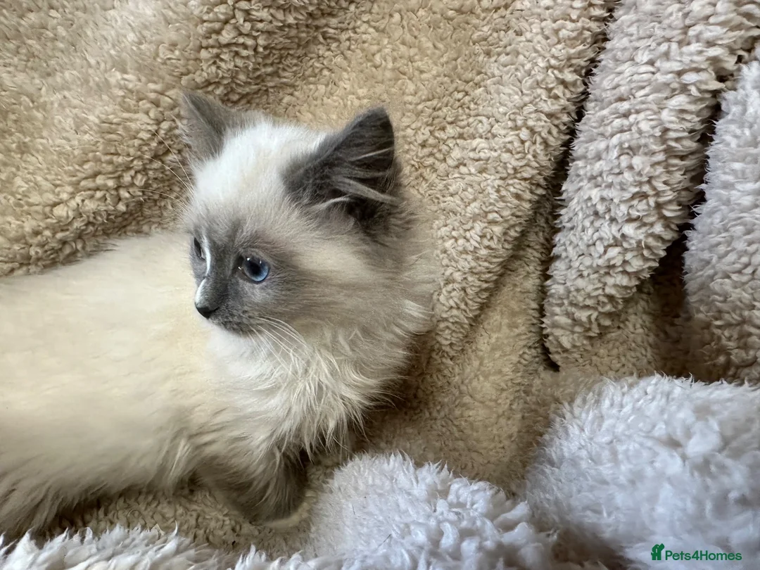 Ragdoll cats for sale: Gorgeous ragdoll kittens  - Advert 7