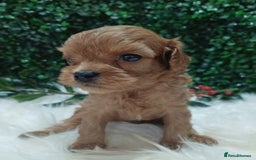 Cavapoo dogs for sale: Gorgeous red toy cavapoos  - Advert 11