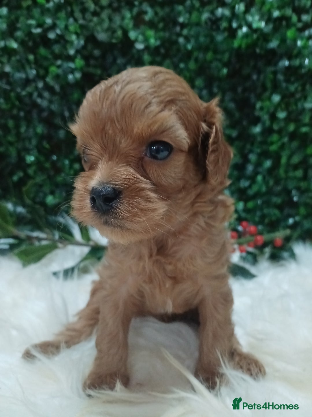 Cavapoo dogs for sale: Gorgeous red toy cavapoos  - Advert 11