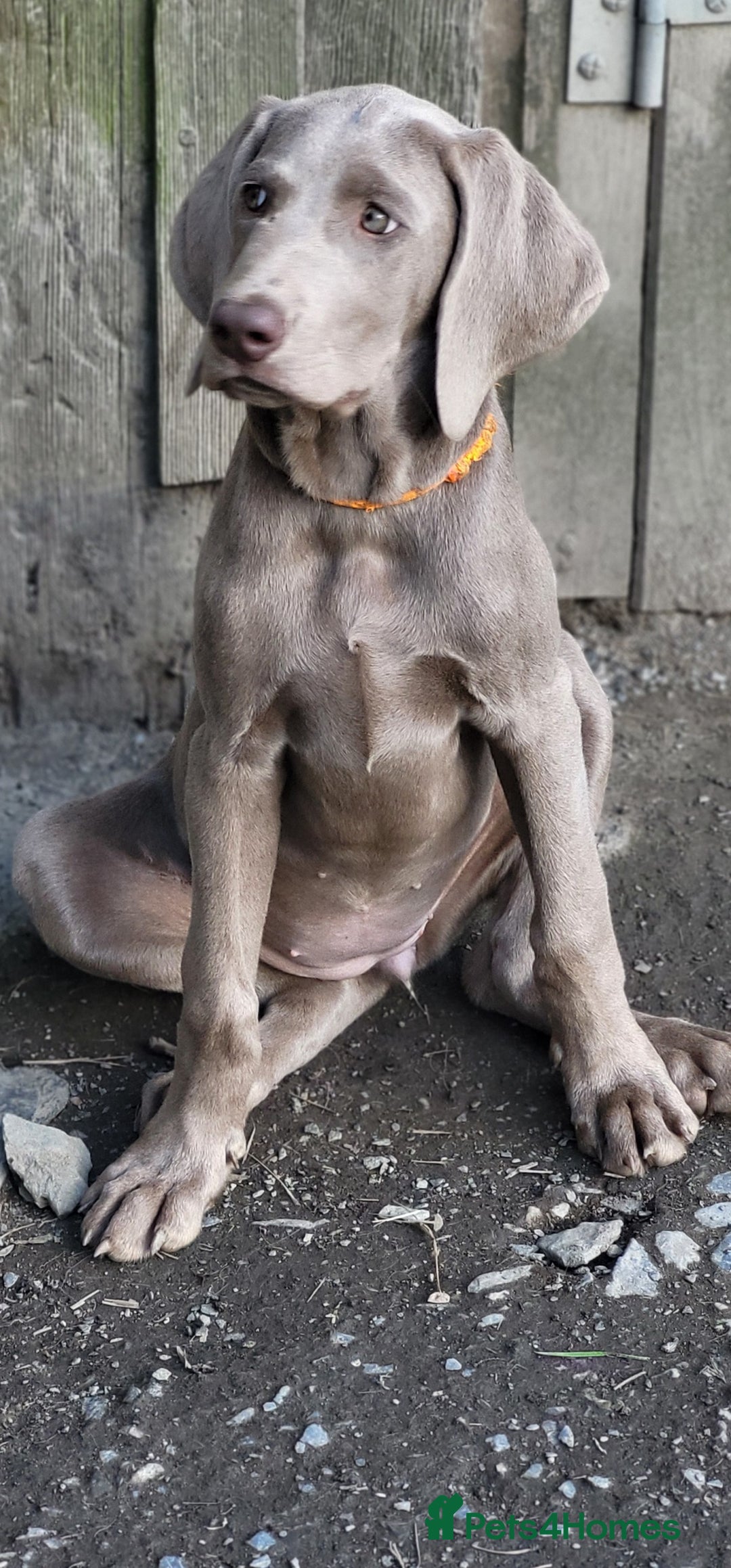 Pointer dogs for sale: 2 KC Registered Pointer Puppies - Image 3