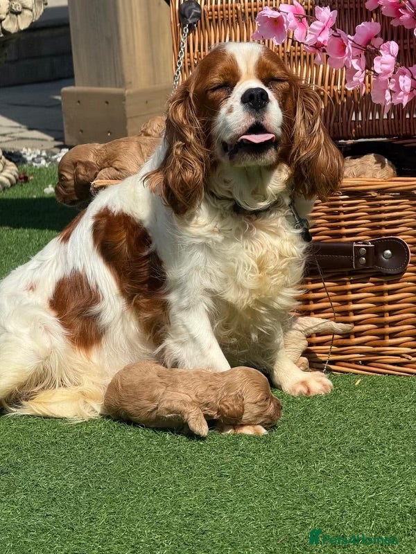 Cavapoo dogs 🧡💚 first generation cavapoo💚🧡 - Advert 11