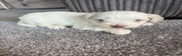 Maltipoo dogs for sale: Here we have a stunning littler of maltipoo pups  in Chipping Norton - Advert 5